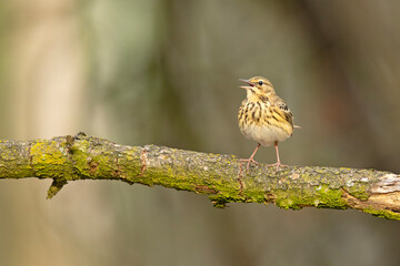 Świergotek drzewny (Anthus trivialis) © Grzegorz