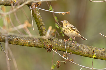 Świergotek drzewny (Anthus trivialis)
