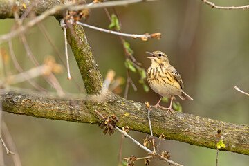 Świergotek drzewny (Anthus trivialis) © Grzegorz