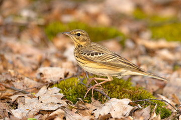Świergotek drzewny (Anthus trivialis) © Grzegorz