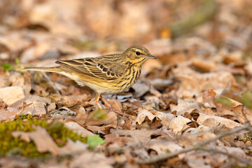 Świergotek drzewny (Anthus trivialis) © Grzegorz
