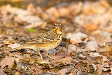 Świergotek drzewny (Anthus trivialis) © Grzegorz
