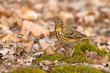 Świergotek drzewny (Anthus trivialis) © Grzegorz