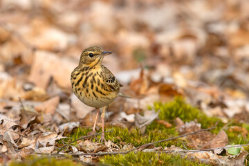 Świergotek drzewny (Anthus trivialis) © Grzegorz