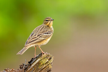 Świergotek drzewny (Anthus trivialis) © Grzegorz