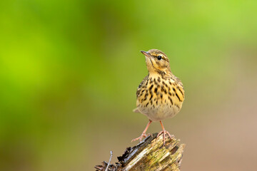 Świergotek drzewny (Anthus trivialis) © Grzegorz