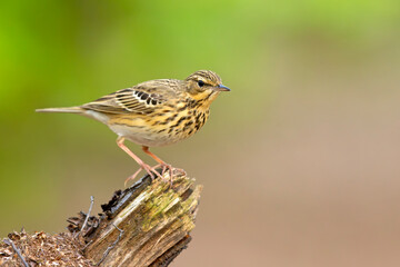 Świergotek drzewny (Anthus trivialis) © Grzegorz