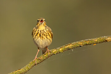 Świergotek drzewny (Anthus trivialis) © Grzegorz