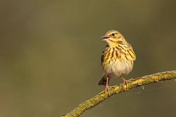Świergotek drzewny (Anthus trivialis) © Grzegorz