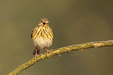 Świergotek drzewny (Anthus trivialis) © Grzegorz