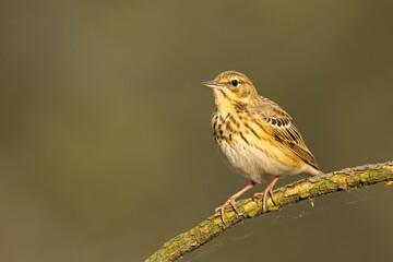 Świergotek drzewny (Anthus trivialis) © Grzegorz
