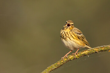 Świergotek drzewny (Anthus trivialis) © Grzegorz