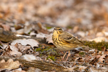 Świergotek drzewny (Anthus trivialis) © Grzegorz