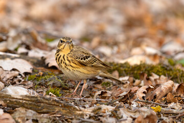 Świergotek drzewny (Anthus trivialis) © Grzegorz