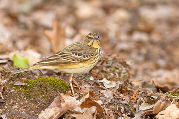Świergotek drzewny (Anthus trivialis) © Grzegorz