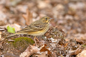 Świergotek drzewny (Anthus trivialis) © Grzegorz
