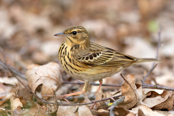 Świergotek drzewny (Anthus trivialis) © Grzegorz