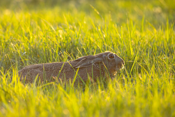 Zając szarak (Lepus europaeus) © Grzegorz