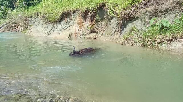The carabao takes refuge in the water from heat and insects.