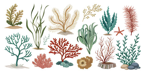 Sea Plants PNG Set – Realistic Marine Vegetation Isolated on Transparent Background