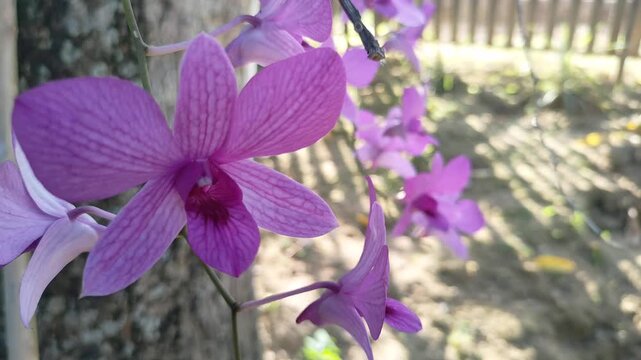 Macro Orchid Swaying Breeze