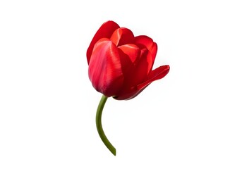 Fototapeta premium Vibrant Red Tulip on White