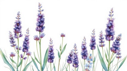Watercolor illustration of lavender flowers in bloom, soft purple tones, elegant and fragrant botanical art.