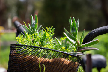 Vintage bicycle ride basket food garden