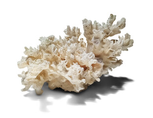 Dried branching coral specimen