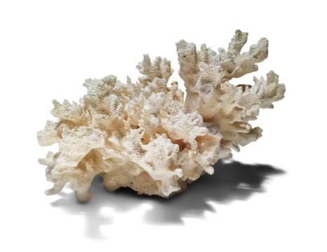 Dried branching coral specimen