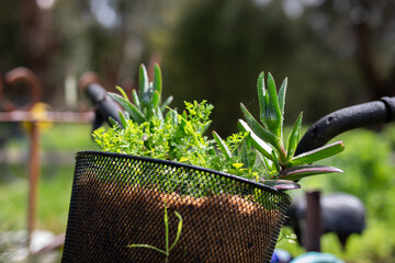 Vintage bicycle ride basket food garden