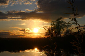 Vibrant golden sunset reflects on tranquil water, silhouetting trees and delicate foreground plants against a dramatic cloudy sky