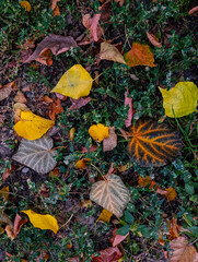 The structure of grass and fallen leaves.