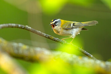 Zniczek (Regulus ignicapilla) © Grzegorz