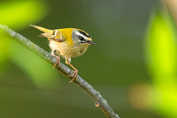 Zniczek (Regulus ignicapilla) © Grzegorz