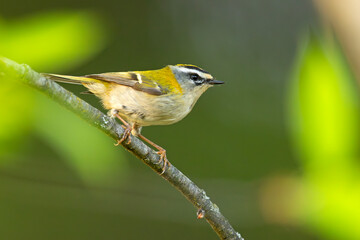 Zniczek (Regulus ignicapilla) © Grzegorz
