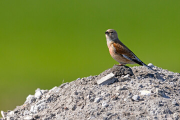 Makolągwa (Linaria cannabina) © Grzegorz