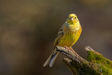 Trznadel (Emberiza citrinella) © Grzegorz