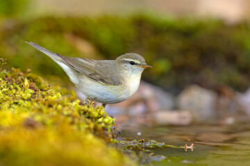 Piecuszek (Phylloscopus trochilus) © Grzegorz