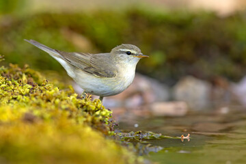 Piecuszek (Phylloscopus trochilus) © Grzegorz