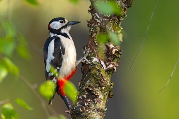 Dzięcioł duży (Dendrocopos major) © Grzegorz