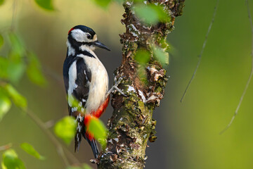 Dzięcioł duży (Dendrocopos major) © Grzegorz