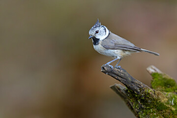 Czubatka (Lophophanes cristatus) © Grzegorz