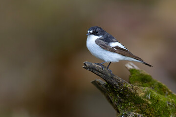 Muchołówka żałobna (Ficedula hypoleuca) © Grzegorz