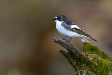 Muchołówka żałobna (Ficedula hypoleuca) © Grzegorz