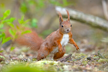 Wiewiórka pospolita (Sciurus vulgaris)