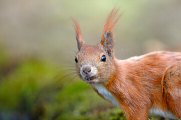 Wiewiórka pospolita (Sciurus vulgaris)