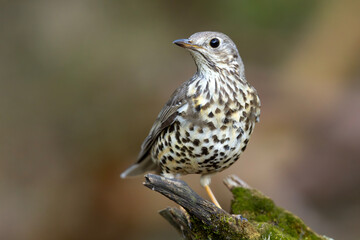 Paszkot (Turdus viscivorus) © Grzegorz
