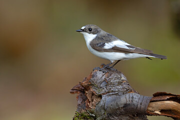 Muchołówka żałobna (Ficedula hypoleuca) © Grzegorz