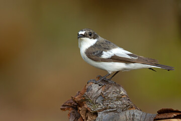 Muchołówka żałobna (Ficedula hypoleuca) © Grzegorz